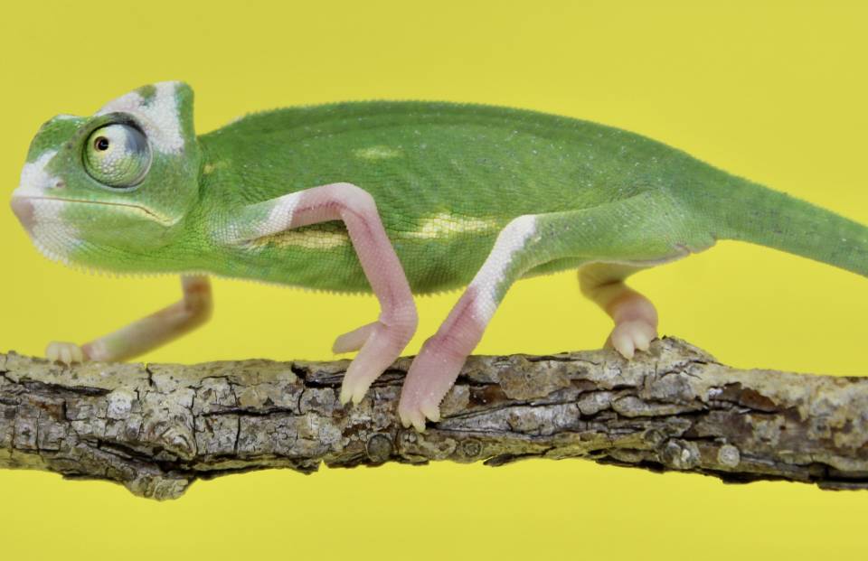 Baby Veiled Chameleons - Ultra White Pied