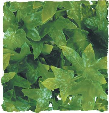 Natural Bush - Congo Ivy
