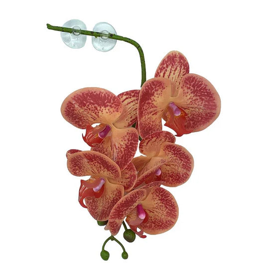 Hanging Orchid