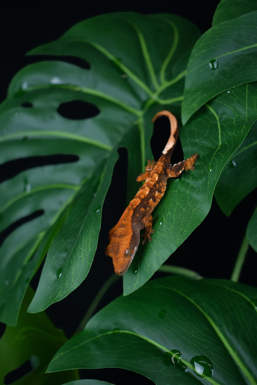 Komodo Standing Plant - Monstera Leaf 18"