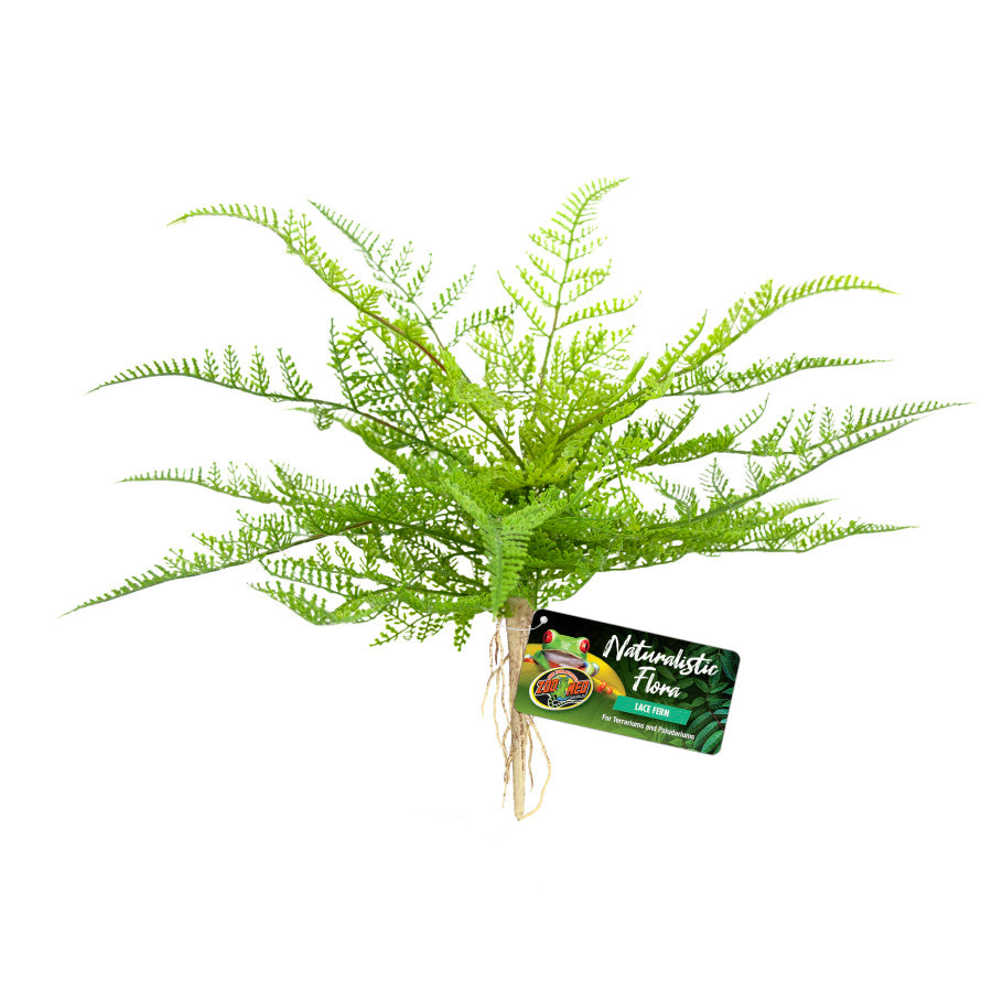 Naturalistic Flora Terrarium Plant - Lace Fern