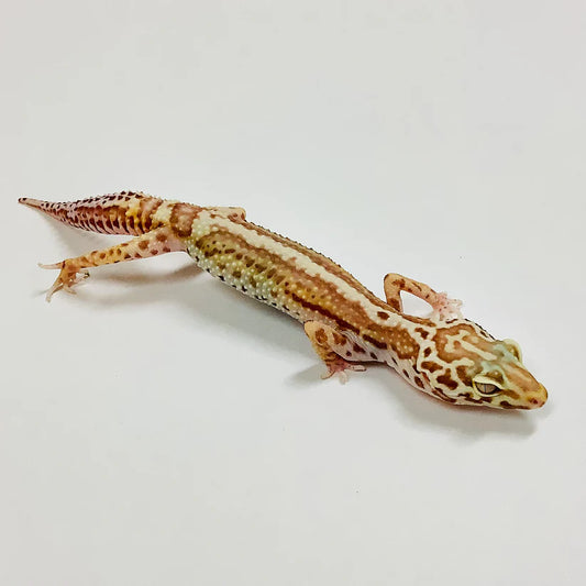 Leopard Gecko - Bold Bell Albino - TS Female