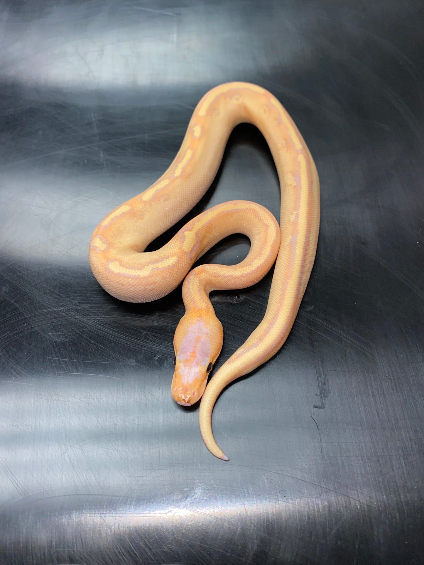 Ball Python - Banana Champagne 100% Het Ghost - Male