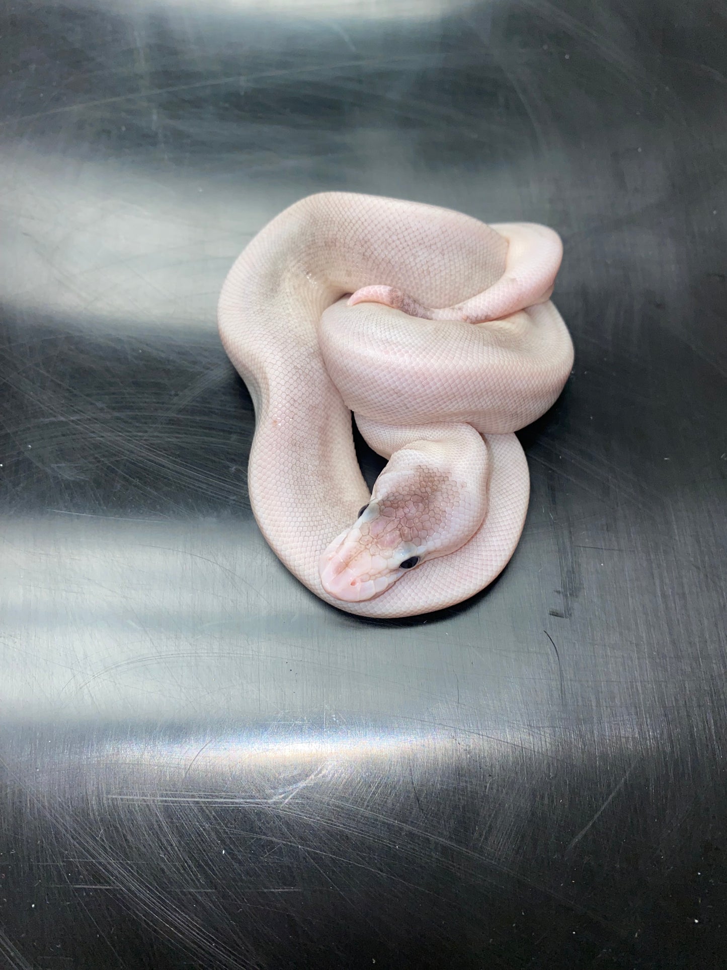 Ball Python - Pastel Black Pastel Champagne (Black Pewterpagne) 100% Het Ghost - Female