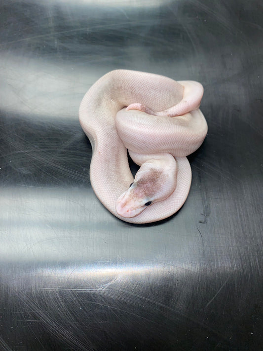 Ball Python - Pastel Black Pastel Champagne (Black Pewterpagne) 100% Het Ghost - Female