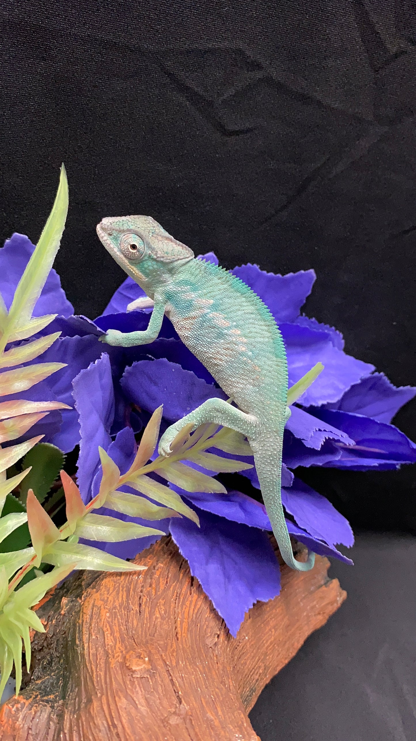 Nosy Be Panther Chameleon - Male