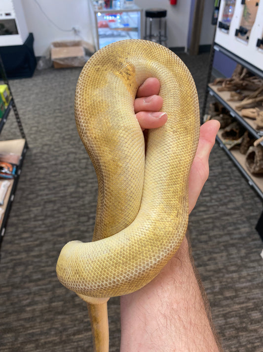 Ball Python - Pastel Champagne (Pos. Pinstripe) 100% Het Ghost & Ultramel