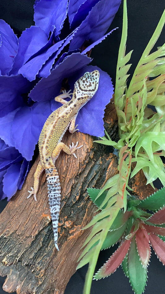 Leopard Gecko - Jungle High Yellow - Pos. Female