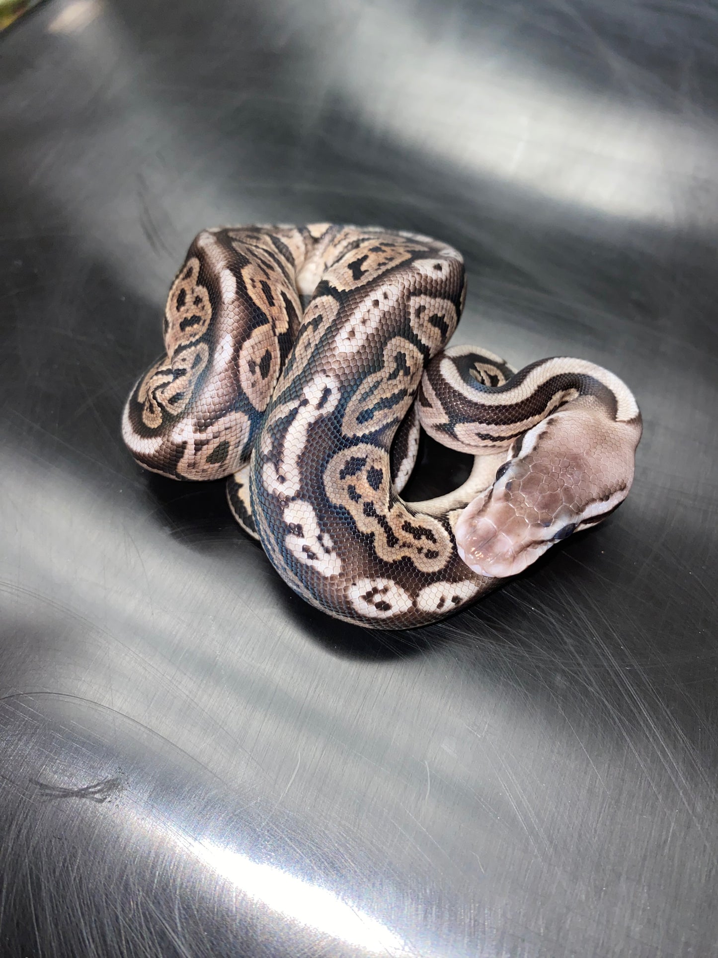 Ball Python - Pastel Black Pastel (Black Pewter) 100% Het Ghost - Female