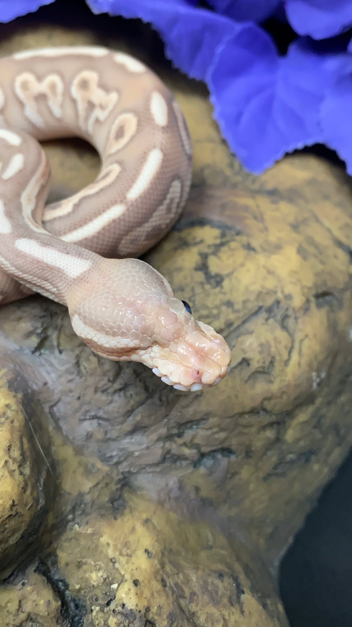 Ball Python - Banana Black Pastel Lesser - Male