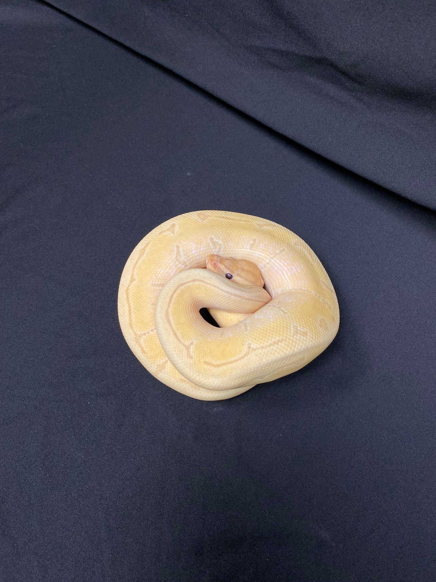 Ball Python - Banana Enchi Pinstripe - Male