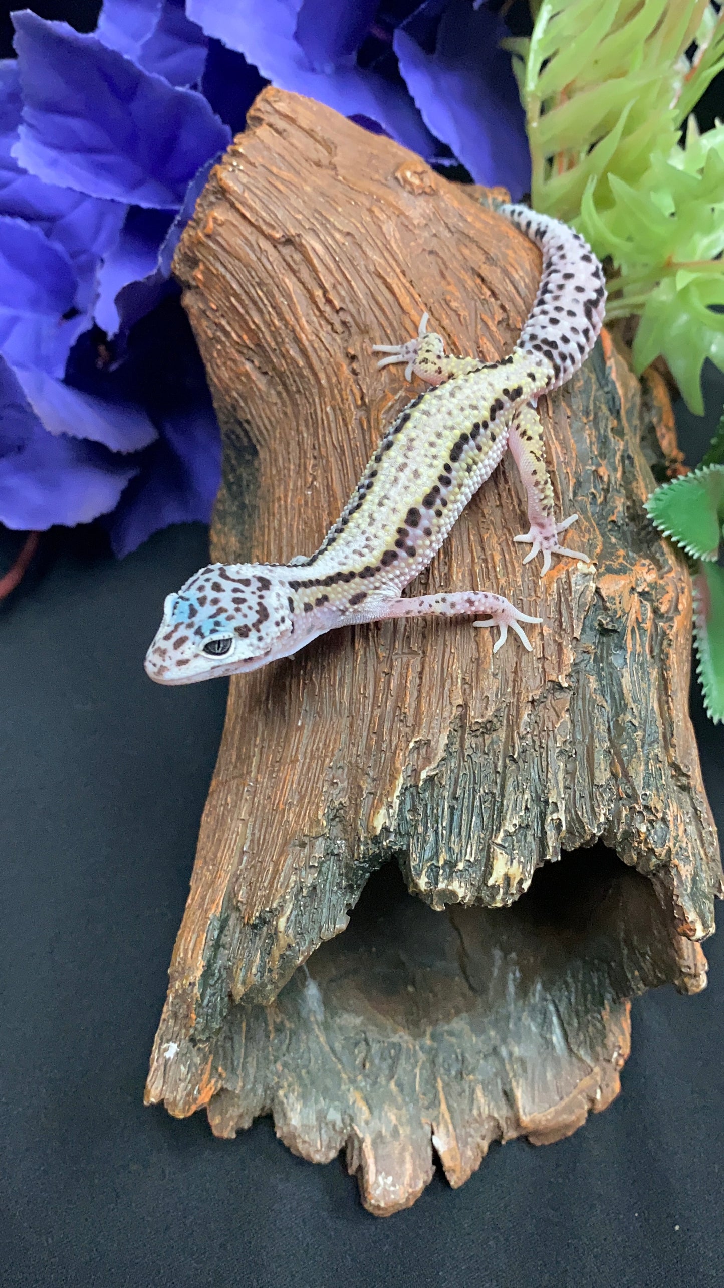 Leopard Gecko - Striped Mack Snow - Female
