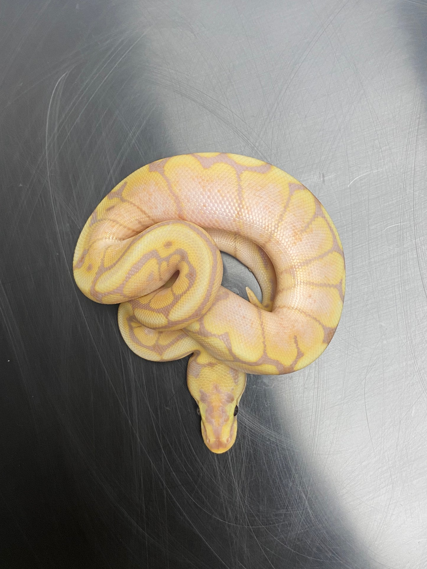 Ball Python - Banana Spider - Male