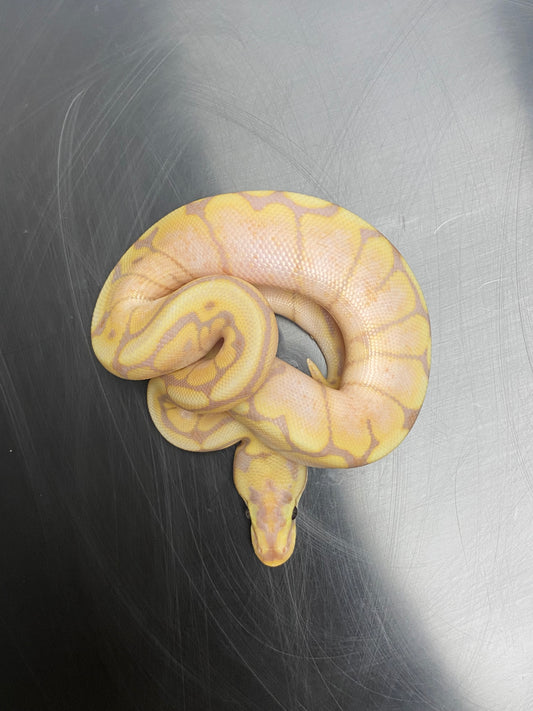 Ball Python - Banana Spider - Male