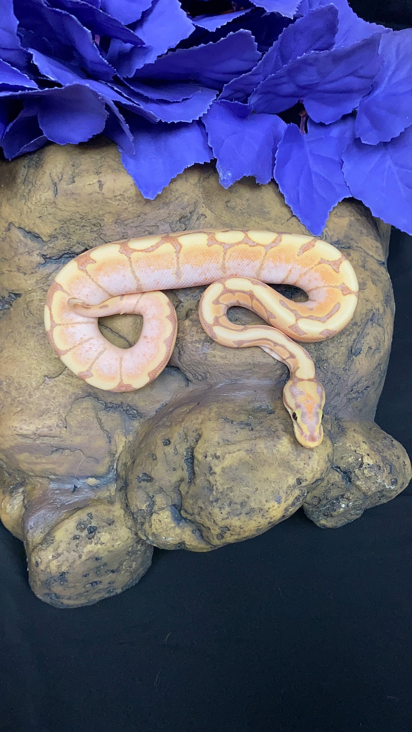Ball Python - Banana Spider Lori/Enchi - Male