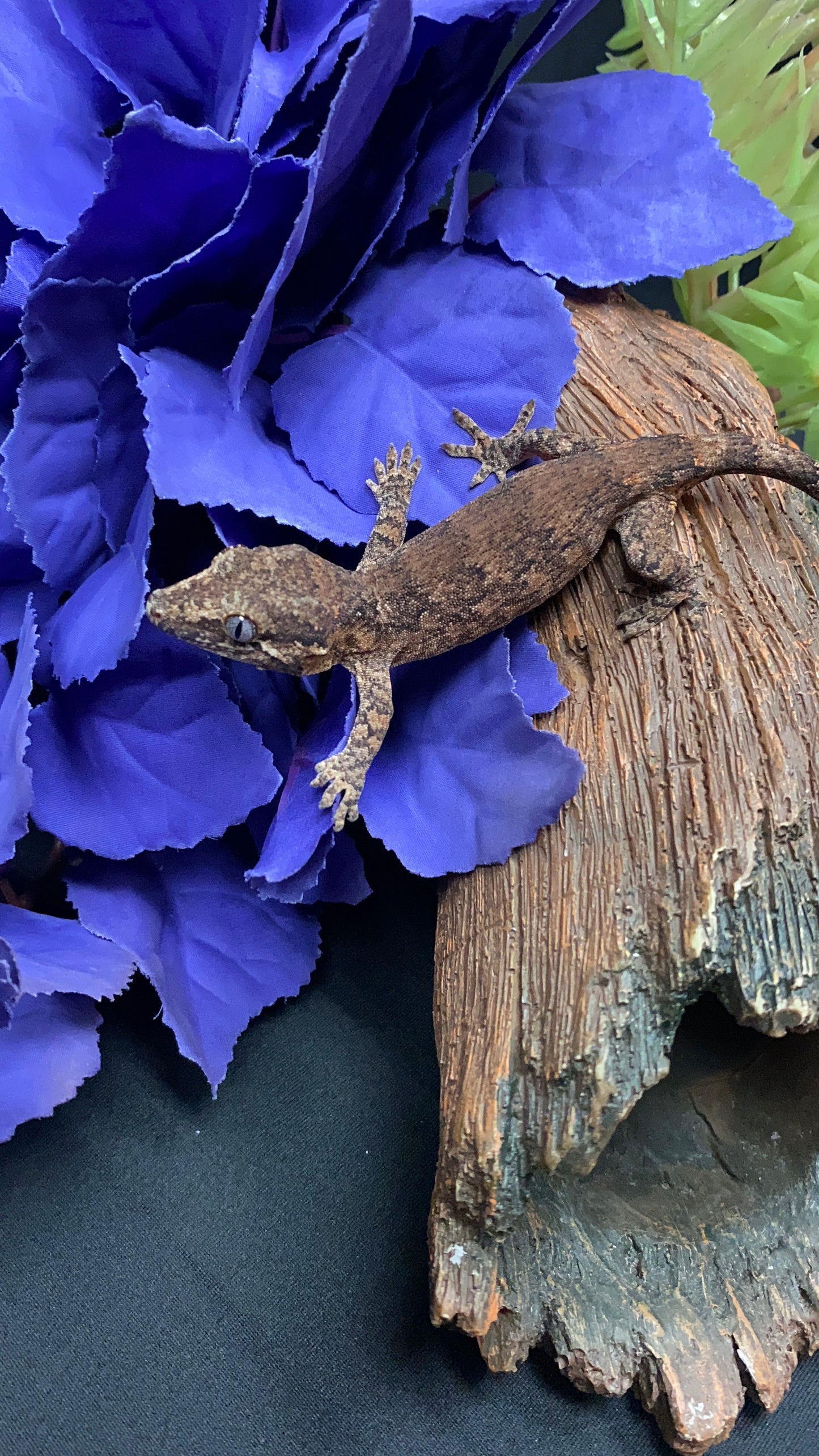 Gargoyle Gecko - Reticulated - Pos. Male - ReticVP0225