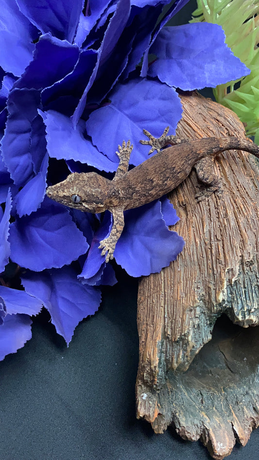 Gargoyle Gecko - Reticulated - Pos. Male - ReticVP0225