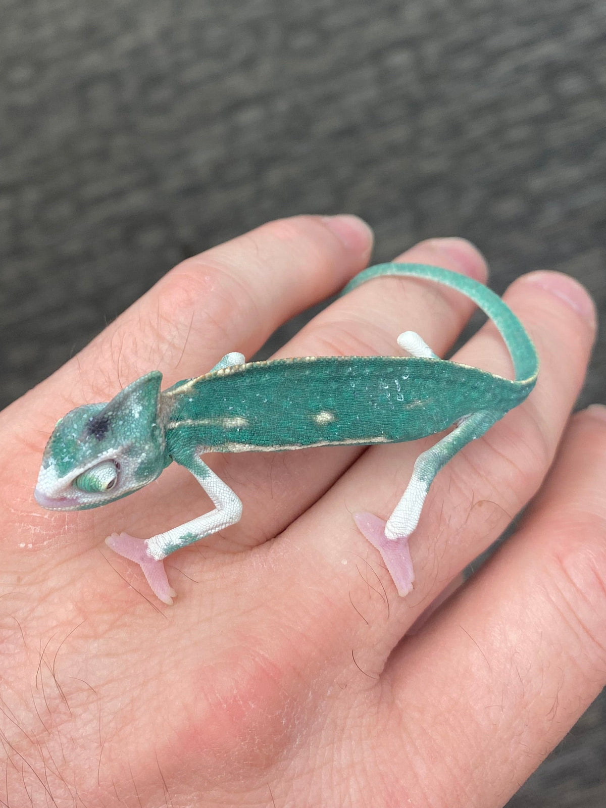 Baby Veiled Chameleons - High White Pied