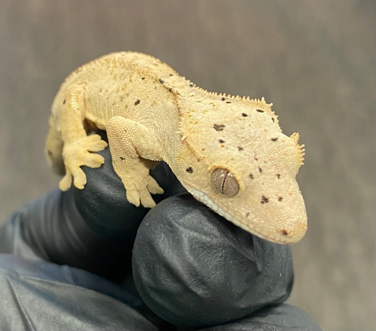 Crested Gecko - Super Dalmatian - Unknown
