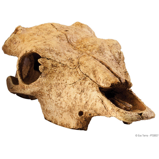 Buffalo Skull