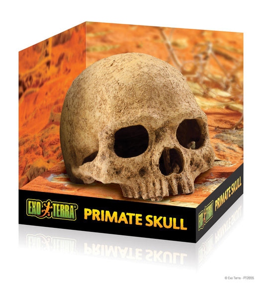 Primate Skull