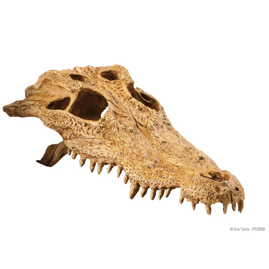 Crocodile Skull