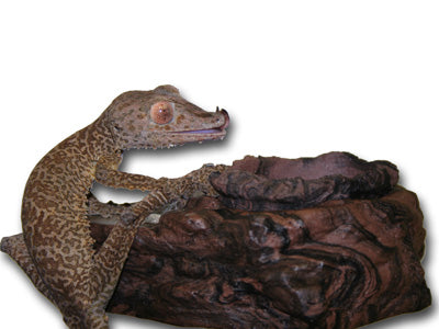 Magnaturals - Feed/Water Ledge