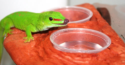 Magnaturals Gecko Feeding Ledge