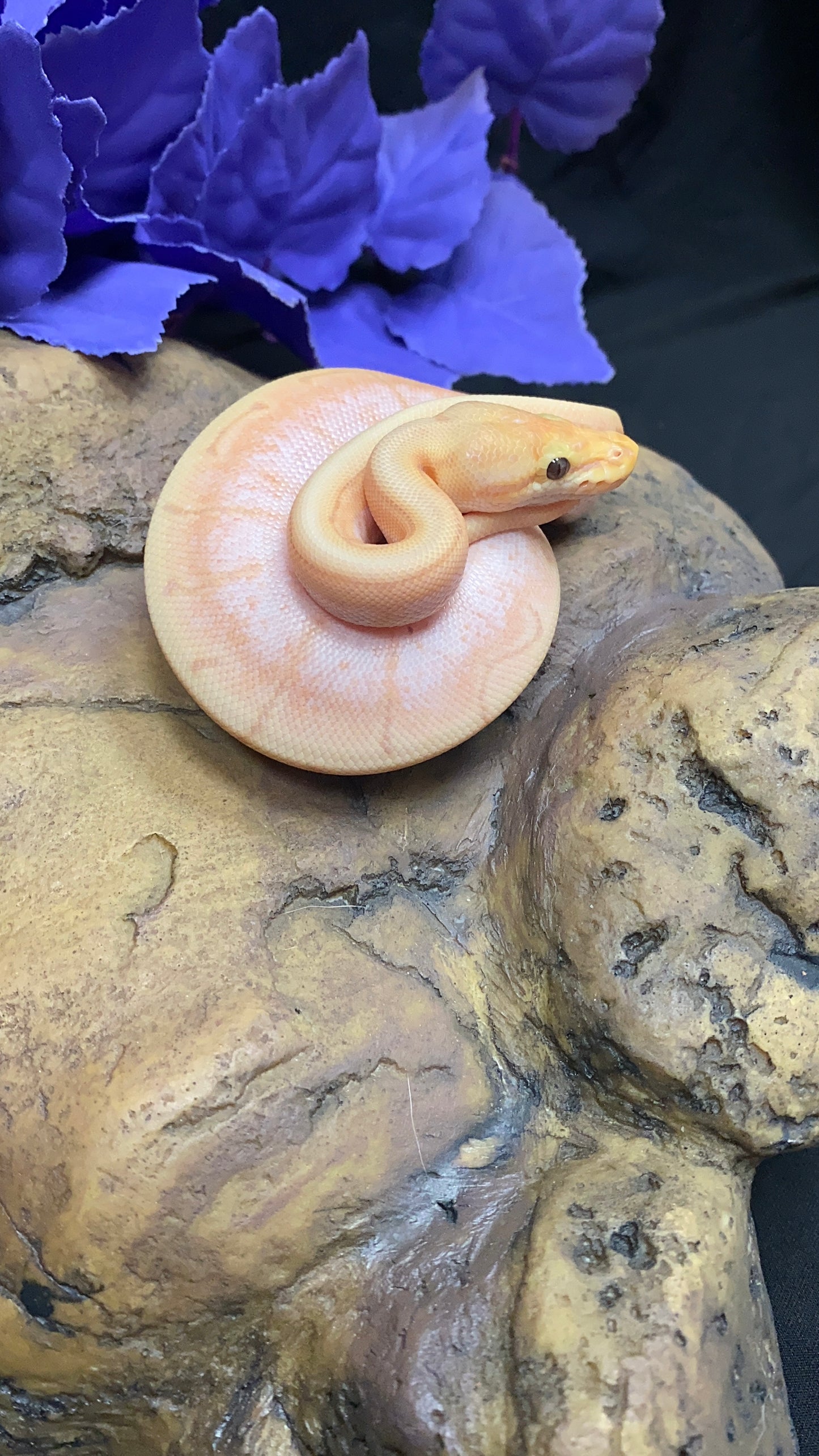 Ball Python - Banana Spider Pinstripe (Spinner) Enchi/Lori - Male