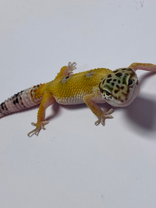 Leopard Gecko - Hypo Tangerine - Pos. Female