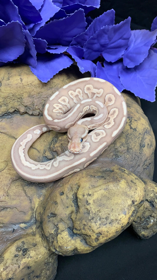 Ball Python - Banana Black Pastel Lesser - Male