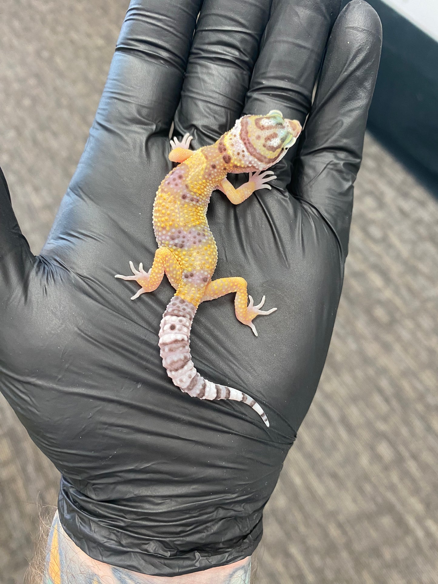 Leopard Gecko - High Yellow - Unknown