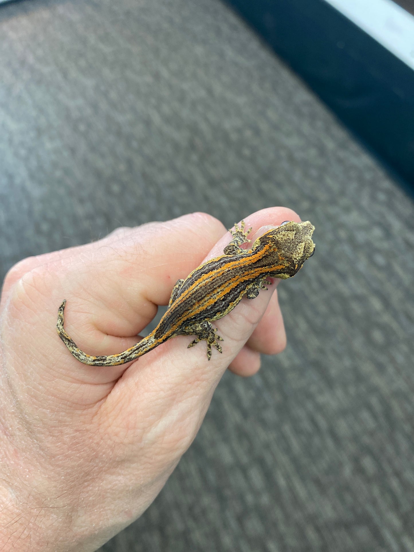 Gargoyle Gecko - Orange Stripe - Unknown