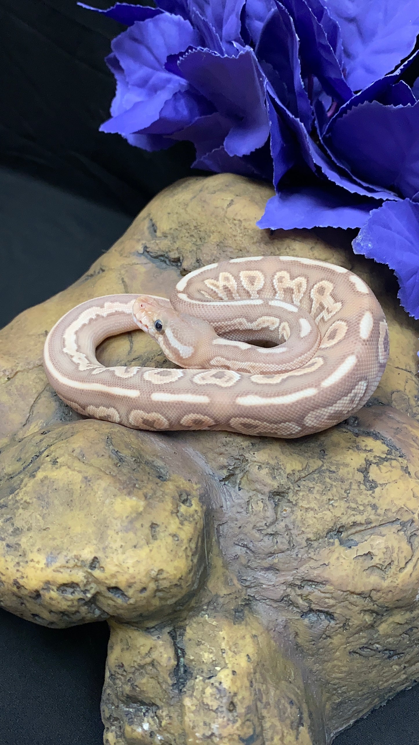 Ball Python - Banana Black Pastel Lesser - Male