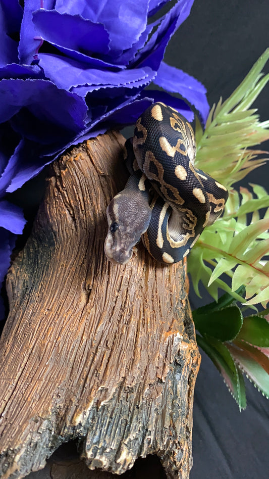 Ball Python - Cinnamon Mystic - Female