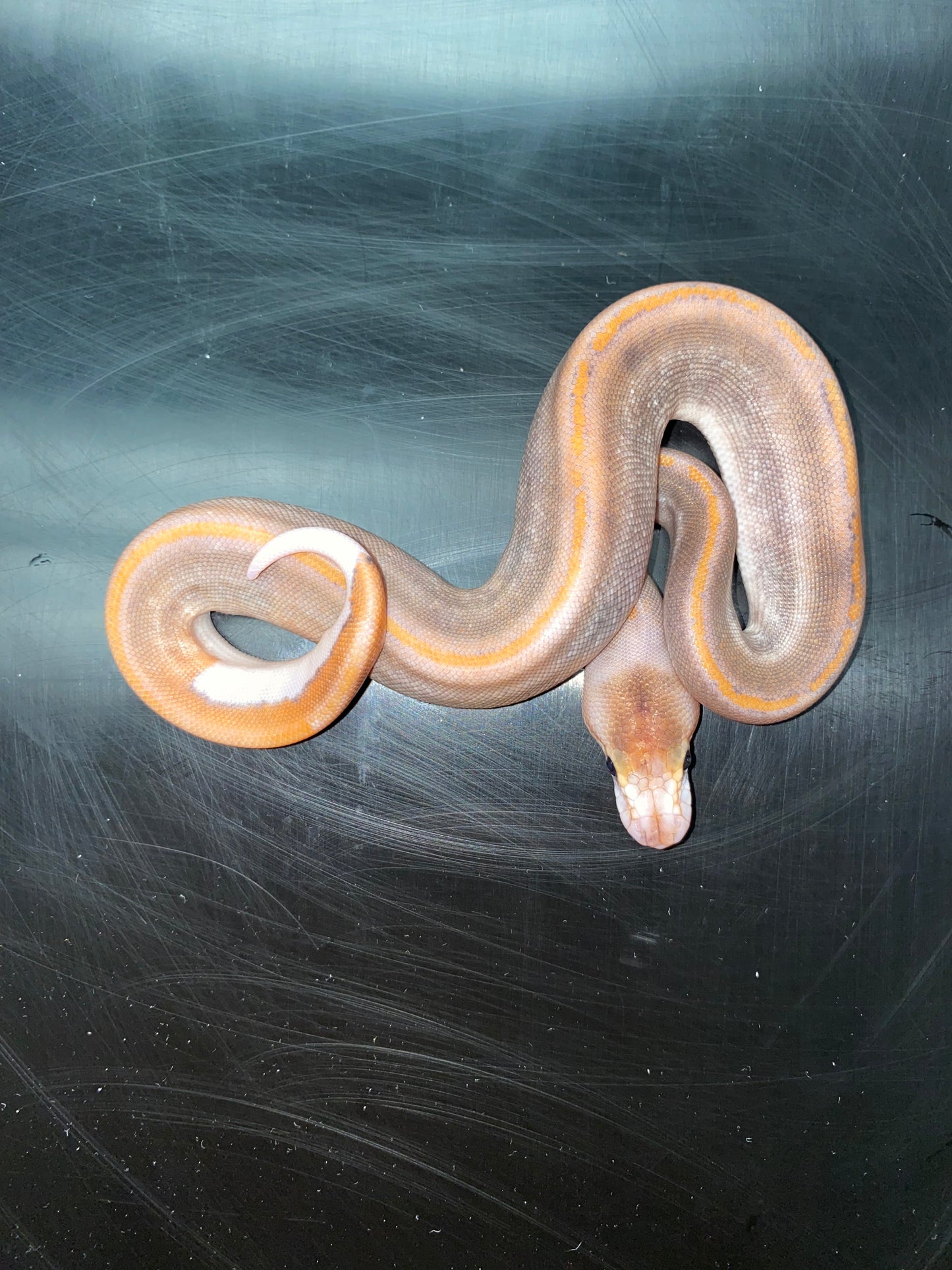 Ball Python - Black Pastel Champagne 100% Het Ghost - Female