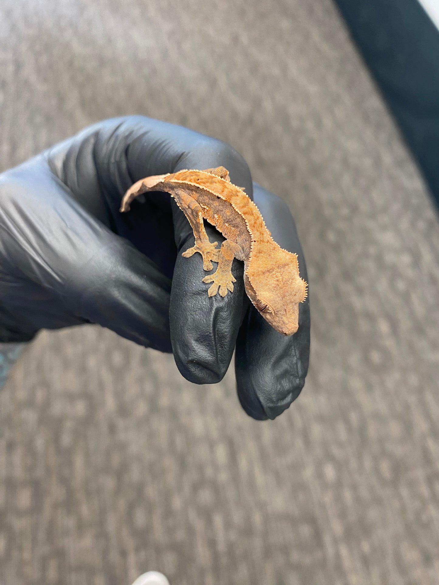 Crested Gecko - Harlequin - Unknown