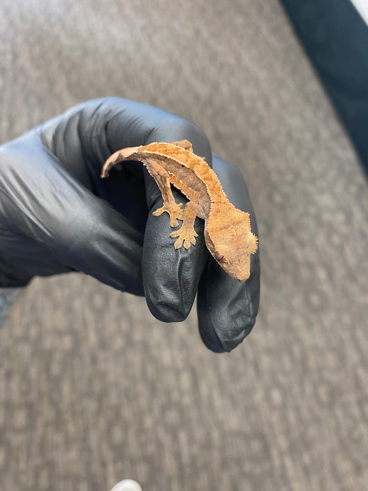 Crested Gecko - Harlequin - Unknown