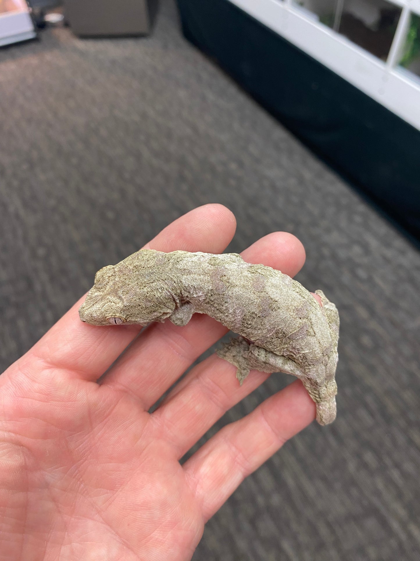 Leachianu Gecko - Pine Island x Nuu Ana - Unknown