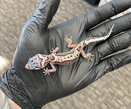 Leopard Gecko - Mack Snow Jungle - Female