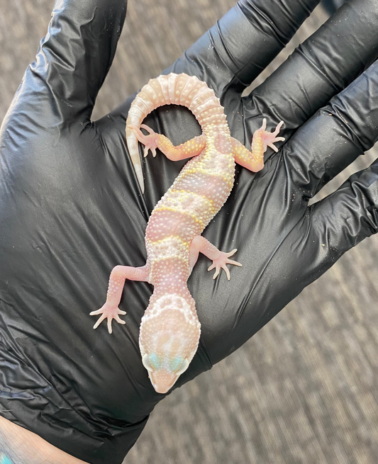 Leopard Gecko - Albino Mack Snow Jungle - Female