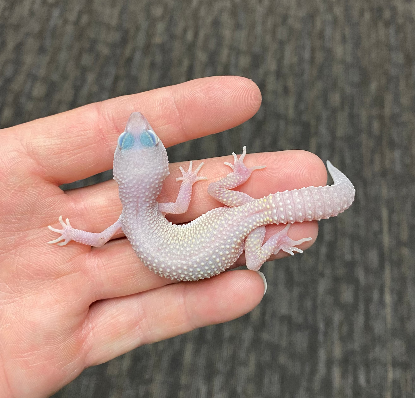 Leopard Gecko - Blazing Blizzard - Female