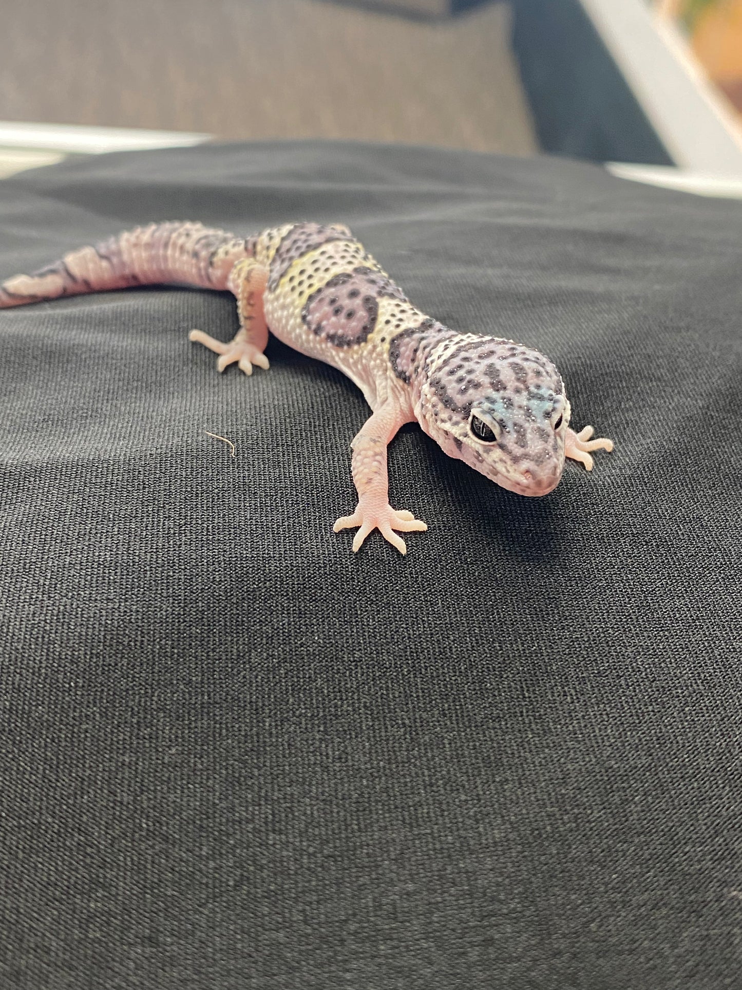 Leopard Gecko - Mack Snow - Pos. Female