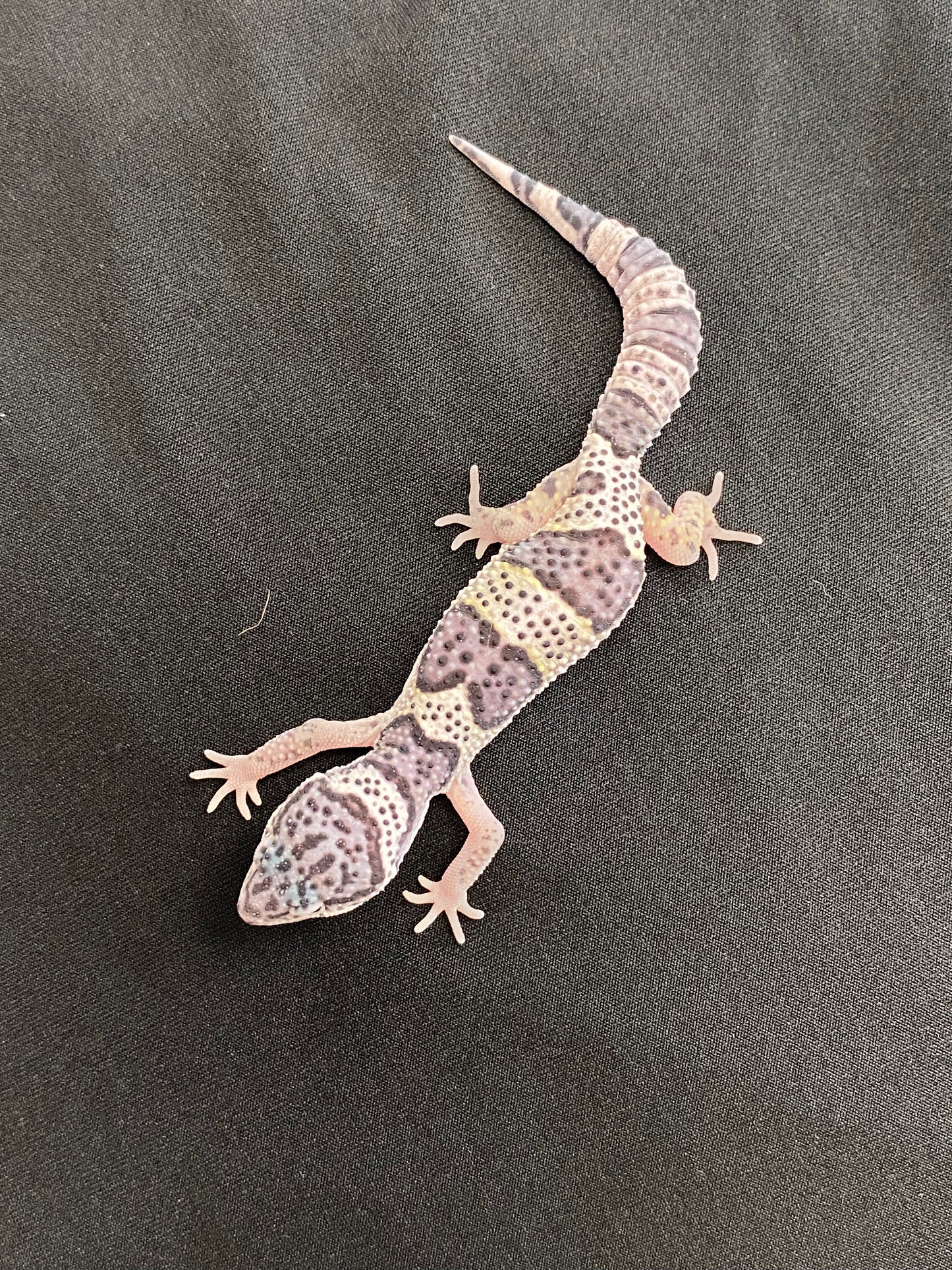 Leopard Gecko - Mack Snow - Pos. Female