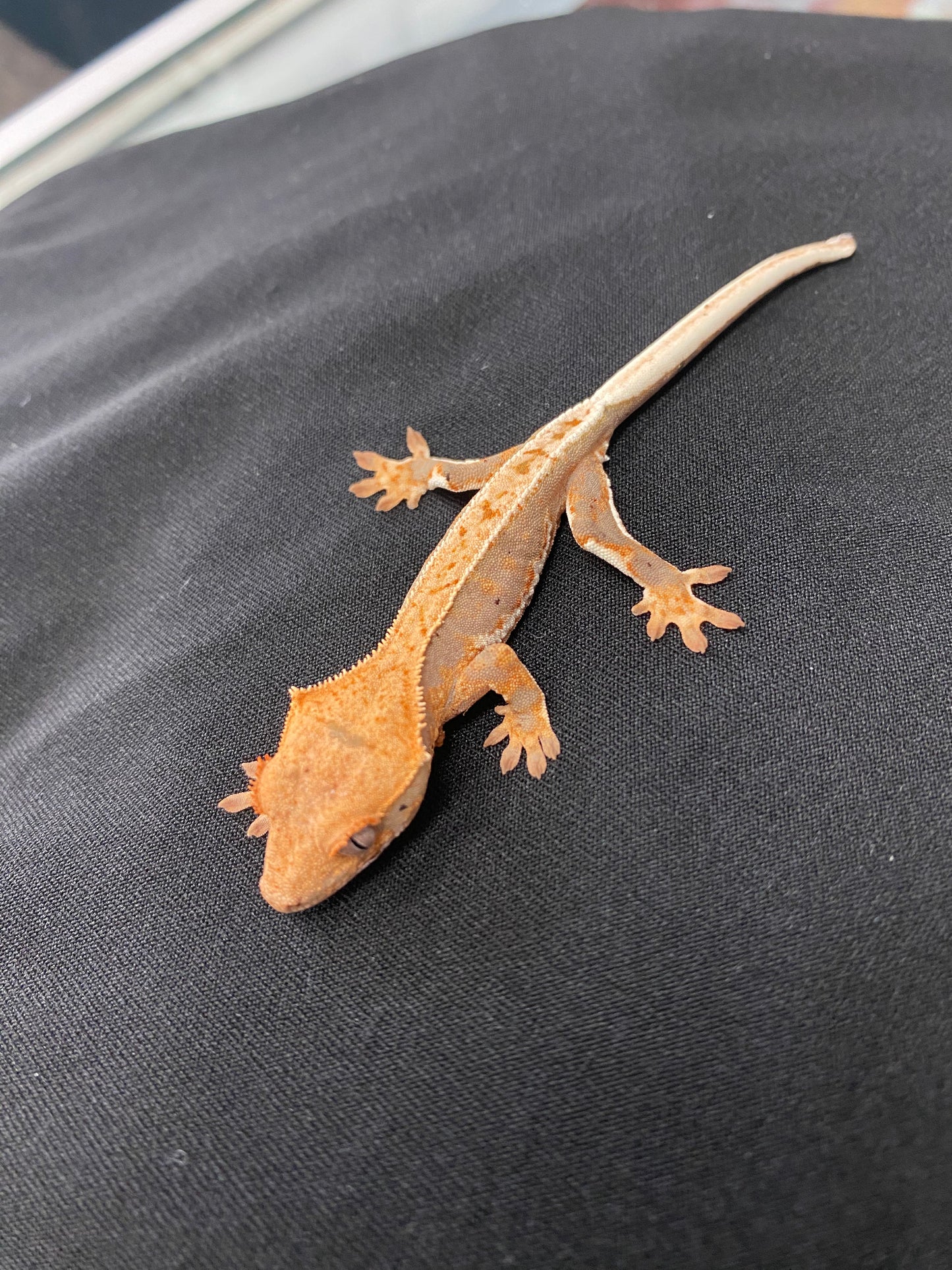 Crested Gecko - Lilly White - Unknown