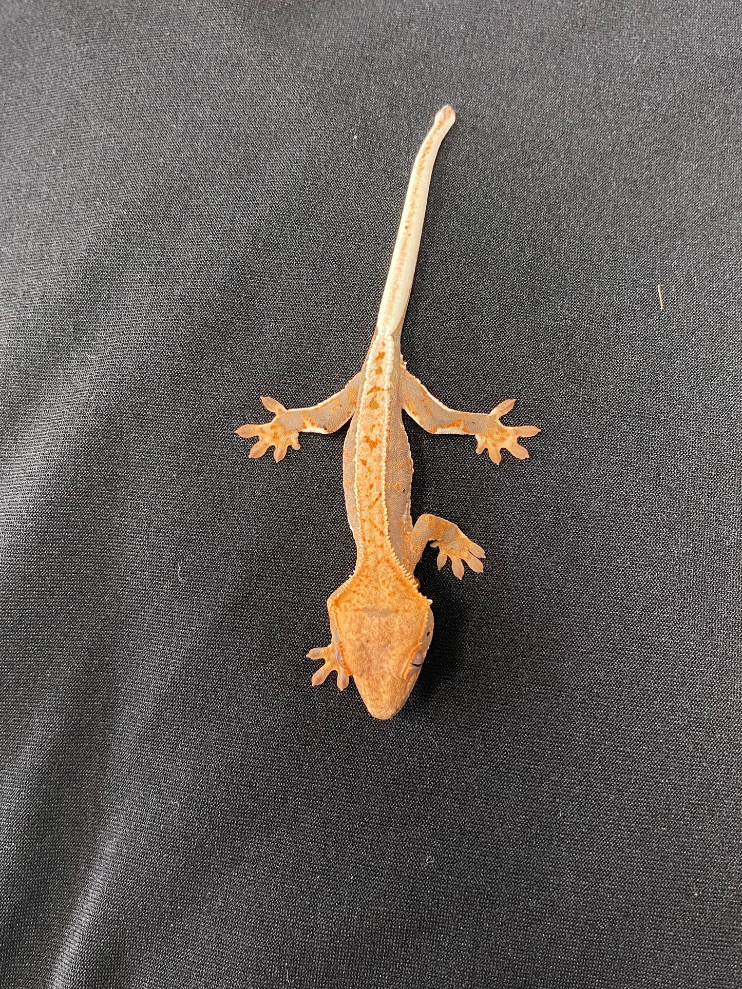 Crested Gecko - Lilly White - Unknown