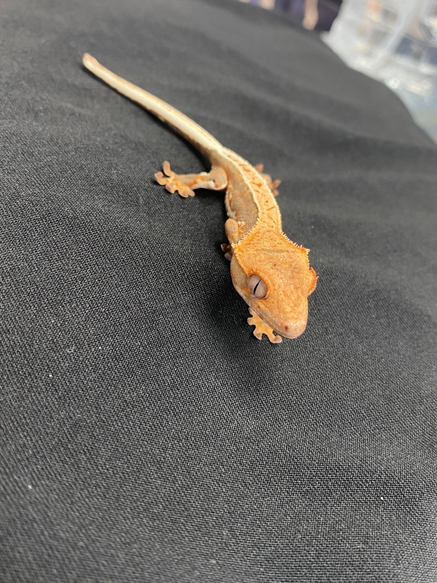 Crested Gecko - Lilly White - Unknown
