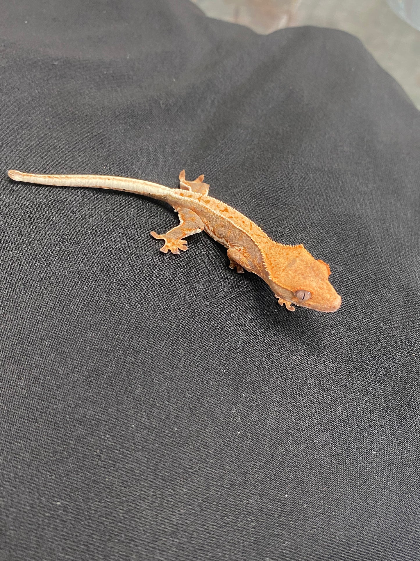 Crested Gecko - Lilly White - Unknown