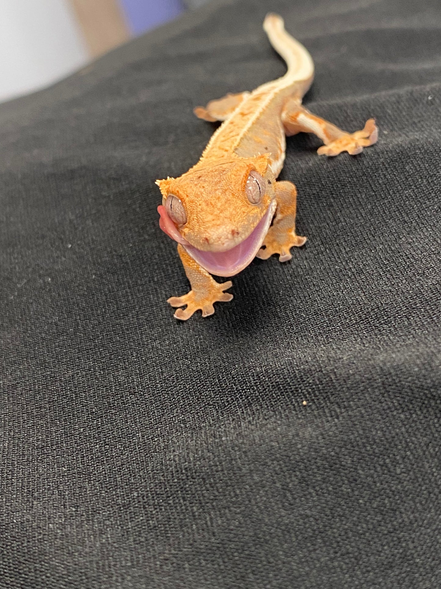 Crested Gecko - Lilly White - Unknown