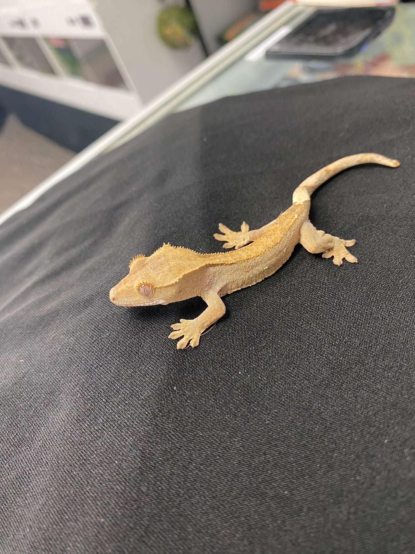 Crested Gecko - Patternless - Unknown
